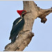 Lineated Woodpecker