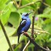 Red-legged Honeycreeper