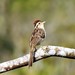 Striped Cuckoo