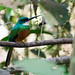 Rufous-tailed Jacamar