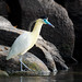 Capped Heron