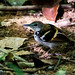 Banded Antbird