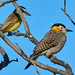 En primer plano un Carpintero de Campo (Colaptes campestris) y detrás un Benteveo Común (Pitangus sulphuratus)