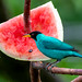 Green Honeycreeper (Chlorophanes spiza)