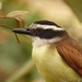 Great Kiskadee (Pitangus sulphuratus)