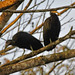 Green Ibis (Mesembrinibis cayennensis)