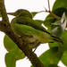 Green Honeycreeper (Chlorophanes spiza)