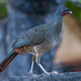 RUSTY-MARGINED GUAN