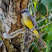 tropical kingbird