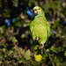 TURQUOISE-FRONTED PARROT