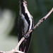 Black-throated Mango female