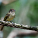 Sepia-capped Flycatcher