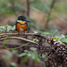 American Pygmy Kingfisher female (Chloroceryle aenea) Caño Negro, Alajuela Province, Costa Rica 2017