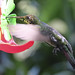 Black-throated Mango juvenile