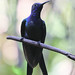 Swallow-tailed Hummingbird