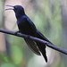 Swallow-tailed Hummingbird