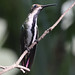 Black-throated Mango female