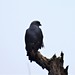 Plumbeous Kite