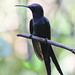 Swallow-tailed Hummingbird