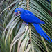 HYACINTH MACAW