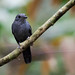 Cinereous Antshrike