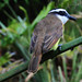 Great Kiskadee, Pitangus sulphuratus