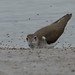 Spotted Sandpiper