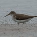 Spotted Sandpiper