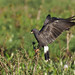 Snail Kite