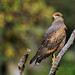 Savanna Hawk