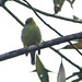 Saltarín Oliva, Wing-barred Piprites (Piprites chloris)