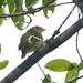 Saltarín Oliva, Wing-barred Piprites (Piprites chloris)