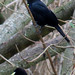 Red-rumped Cacique, Cacicus haemorrhous