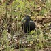 Green Ibis --- Mesembrinibis cayennensis