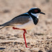 PIED LAPWING