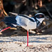 PIED LAPWING