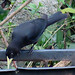 Red-rumped Cacique, Cacicus haemorrhous