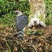 Águila Arpía, Harpy Eagle (Harpia harpyja)