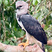 Águila Arpía, Harpy Eagle (Harpia harpyja)