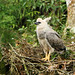 Águila Arpía, Harpy Eagle (Harpia harpyja)