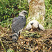 Águila Arpía, Harpy Eagle (Harpia harpyja)