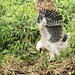 Águila Arpía, Harpy Eagle (Harpia harpyja)