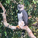 Águila Arpía, Harpy Eagle (Harpia harpyja)