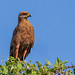 SAVANNA HAWK