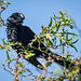 SMOOTH-BILLED ANI