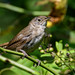 House Wren