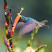 DSC05857 Black-Throated Mango, Anthracothorax nigricollis.