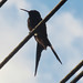 Swallow-tailed Hummingbird, Eupetomena macroura