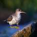 Spotted Sandpiper