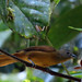 Ruby-crowned Tanager, Tachyphonus coronatus, female